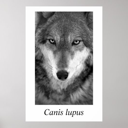 Timber Wolf #1 Canis lupus Poster (Voorkant)