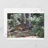 Timber Wolf Briefkaart (Voorkant / Achterkant)