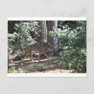 Timber Wolf Briefkaart