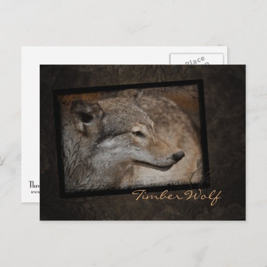 Timber Wolf Briefkaart (Voorkant / Achterkant)