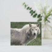 Timber wolf briefkaart (Staand voorkant)