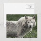 Timber wolf briefkaart (Voorkant / Achterkant)