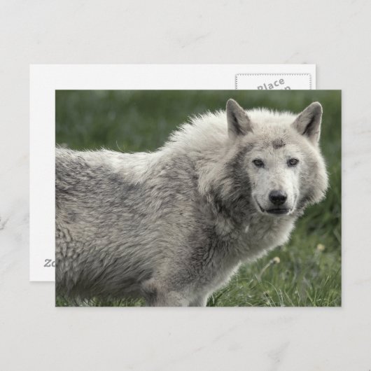 Timber wolf briefkaart (Voorkant / Achterkant)