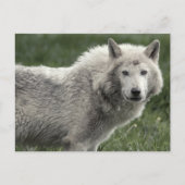 Timber wolf briefkaart (Voorkant)