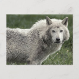 Timber wolf briefkaart