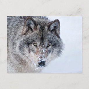 Timber Wolf Briefkaart