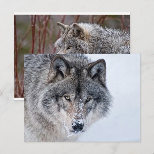 Timber Wolf Briefkaart (Voorkant / Achterkant)