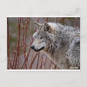 Timber Wolf Briefkaart (Achterkant)