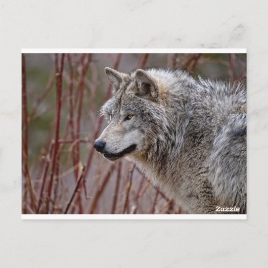 Timber Wolf Briefkaart (Achterkant)