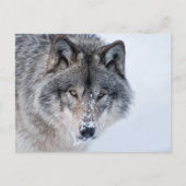 Timber Wolf Briefkaart (Voorkant)