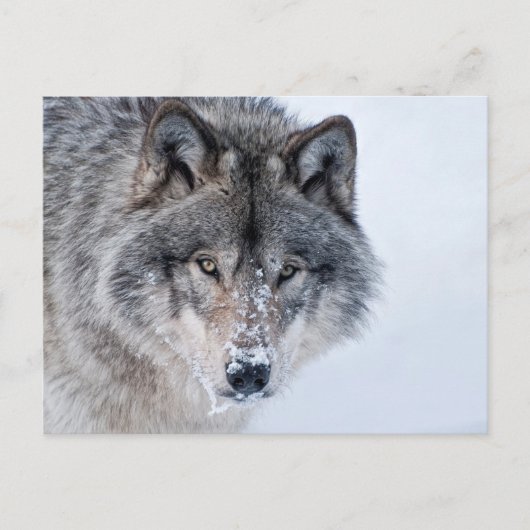 Timber Wolf Briefkaart (Voorkant)