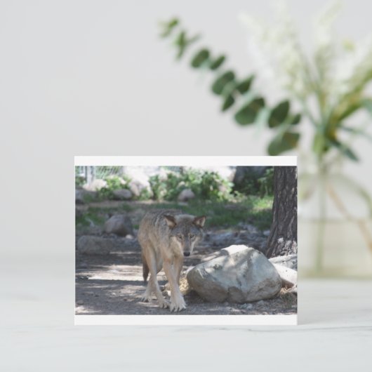 Timber Wolf Briefkaart (Staand voorkant)