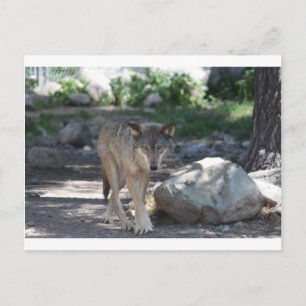 Timber Wolf Briefkaart
