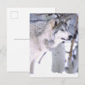 Timber Wolf, Canis lupus, Movie Animal Utah) Briefkaart (Voorkant / Achterkant)