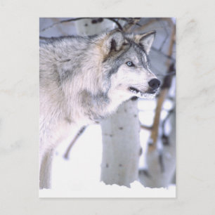 Timber Wolf, Canis lupus, Movie Animal Utah) Briefkaart