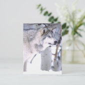 Timber Wolf, Canis lupus, Movie Animal Utah) Briefkaart (Staand voorkant)