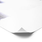 Timber Wolf, Canis lupus, Movie Animal Utah) Foto Afdruk (Hoek)