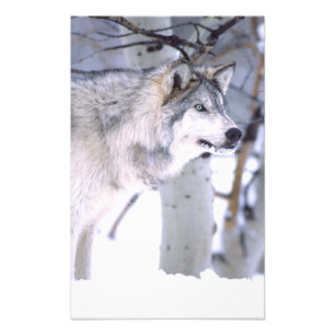 Timber Wolf, Canis lupus, Movie Animal Utah) Foto Afdruk