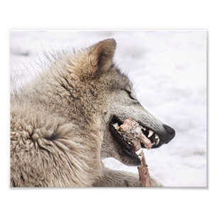 Timber Wolf eet zijn maaltijden Foto Afdruk