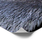 Timber Wolf Eyes Wildlife Foto Art Poster (Hoek)