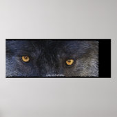 Timber Wolf Eyes Wildlife Foto Art Poster (Voorkant)