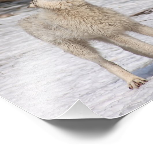 Timber Wolf Howling Fowling Print Foto Afdruk (Hoek)