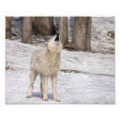 Timber Wolf Howling Fowling Print Foto Afdruk (Voorkant)