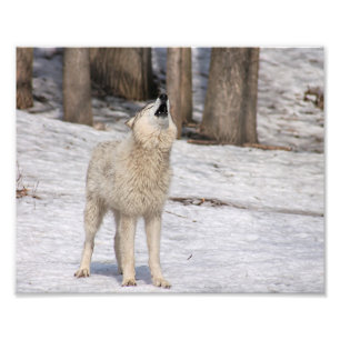 Timber Wolf Howling Fowling Print Foto Afdruk