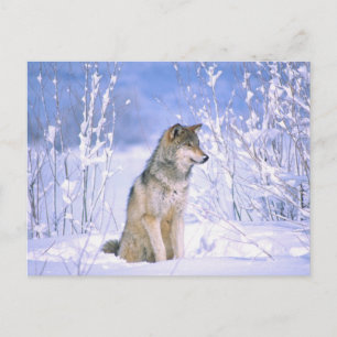 Timber Wolf in de sneeuw, Canis lupus, Briefkaart