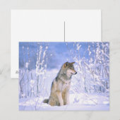 Timber Wolf in de sneeuw, Canis lupus, Briefkaart (Voorkant / Achterkant)