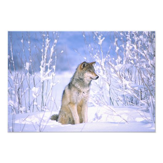 Timber Wolf in de sneeuw, Canis lupus, Foto Afdruk (Voorkant)