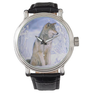 Timber Wolf in de sneeuw, Canis lupus, Horloge