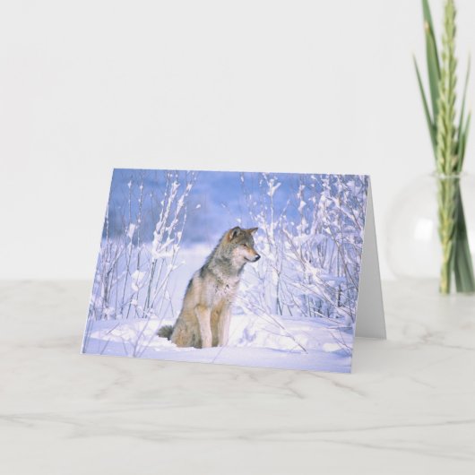 Timber Wolf in de sneeuw, Canis lupus Kaart (Voorkant)