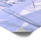 Timber Wolf in de sneeuw, Canis lupus, Poster (Hoek)