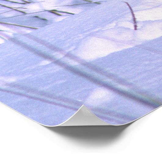 Timber Wolf in de sneeuw, Canis lupus, Poster (Hoek)