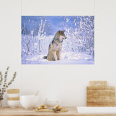 Timber Wolf in de sneeuw, Canis lupus, Poster (Keuken)