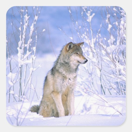 Timber Wolf in de sneeuw, Canis lupus, Vierkante Sticker (Voorkant)