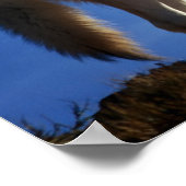 Timber Wolf in Montana - Big Sky Land Poster (Hoek)