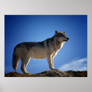 Timber Wolf in Montana - Big Sky Land Poster