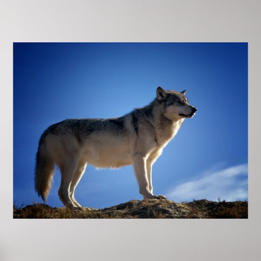 Timber Wolf in Montana - Big Sky Land Poster (Voorkant)