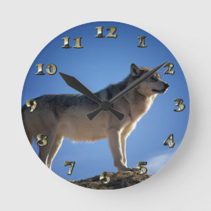 Timber Wolf in Montana - Big Sky Land Ronde Klok