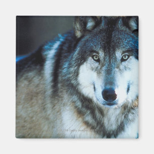 Timber wolf magneet