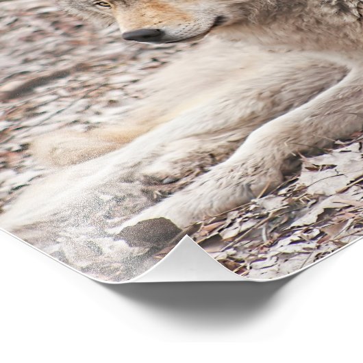 Timber Wolf Resting Photography Print Foto Afdruk (Hoek)