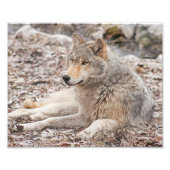 Timber Wolf Resting Photography Print Foto Afdruk (Voorkant)