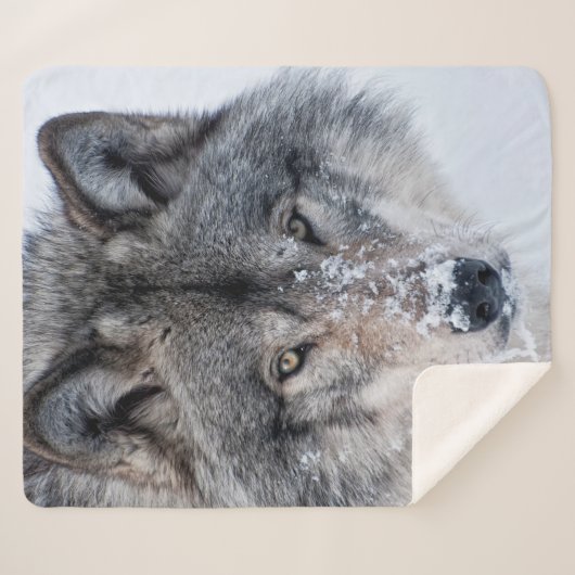 Timber Wolf Sherpa Deken (Voorkant (horizontaal))