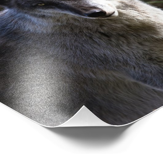 Timber Wolf - Sluiten Foto Afdruk (Hoek)