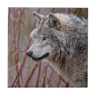 Timber Wolf Tegeltje