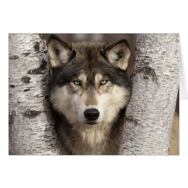 Timber wolf van Jim Zuckerman (Voorkant Horizontaal)