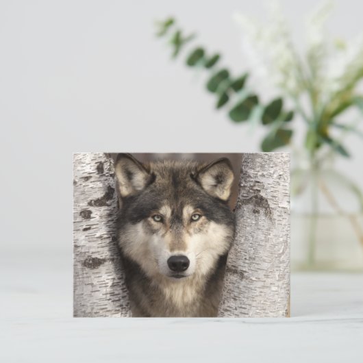 Timber wolf van Jim Zuckerman Briefkaart (Staand voorkant)