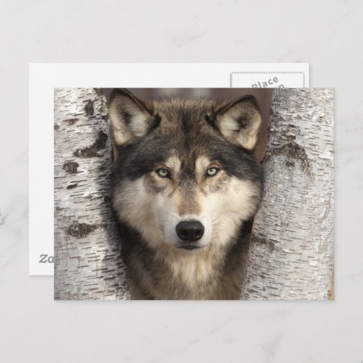 Timber wolf van Jim Zuckerman Briefkaart (Voorkant / Achterkant)